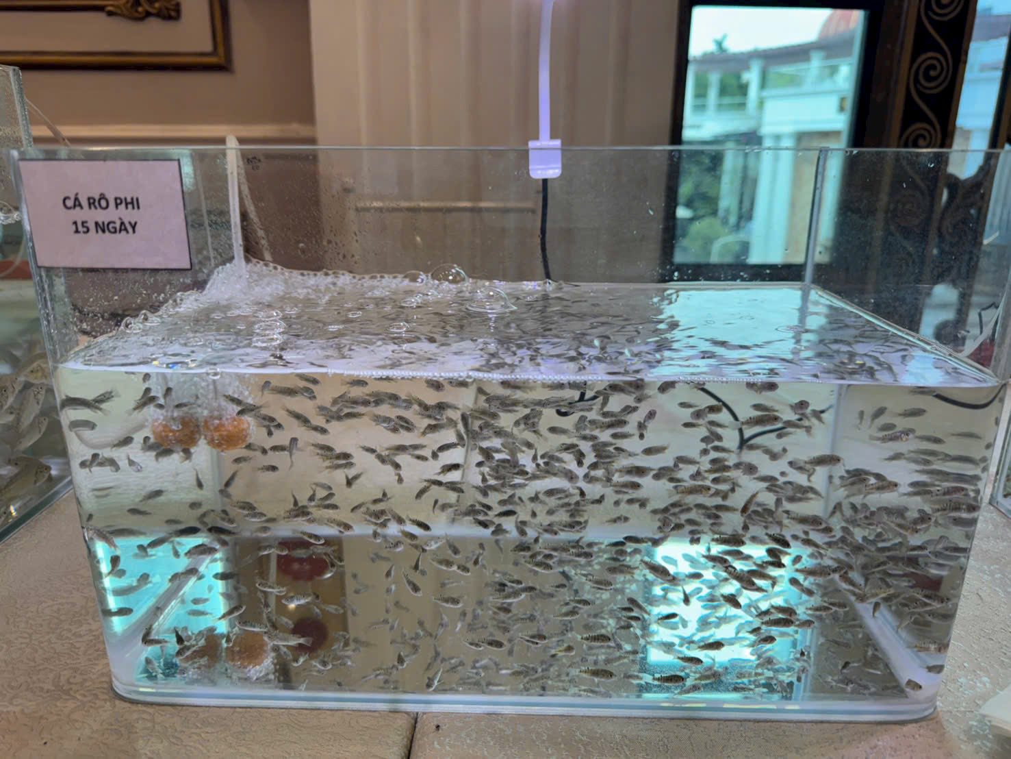 657238123 2479391842550335 6355632268901965373 n